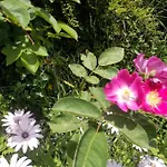 - Hippie Garden 비에이라도미노