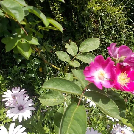 - Hippie Garden ויירה דו מיניו