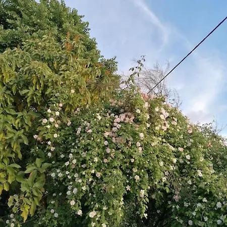- Hippie Garden *