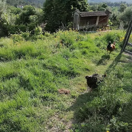 Casa de Campo - Hippie Garden Vieira do Minho