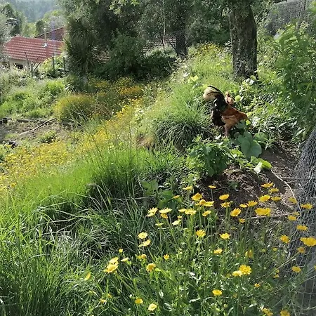 - Hippie Garden * Vieira do Minho