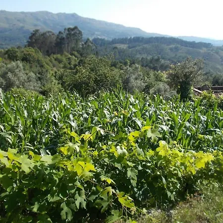 - Hippie Garden 维埃拉·多米尼奥