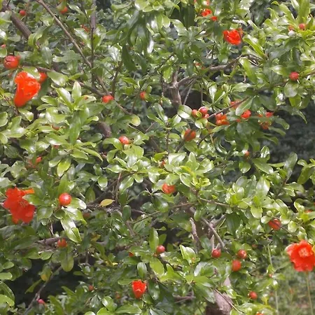 - Hippie Garden カントリーハウス *