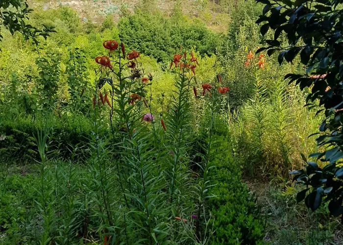 - Hippie Garden Виейра-ду-Минью