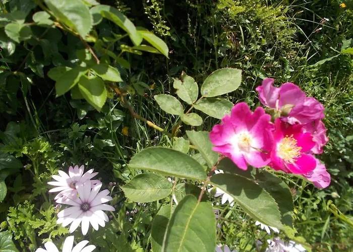 - Hippie Garden Vieira do Minho