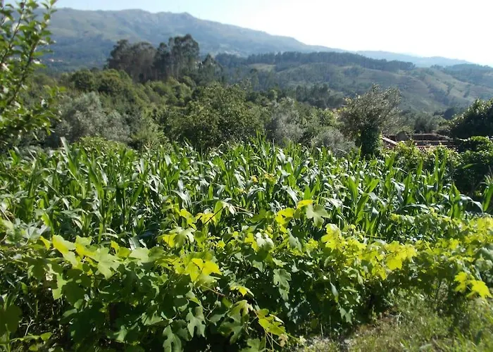 - Hippie Garden Vieira do Minho